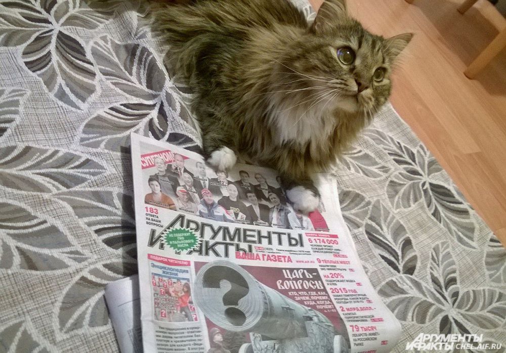 кот Тюбик
