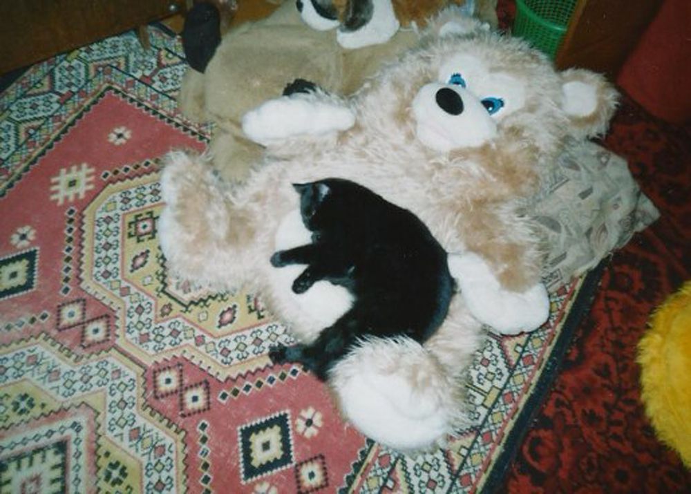 Кот из Самары.