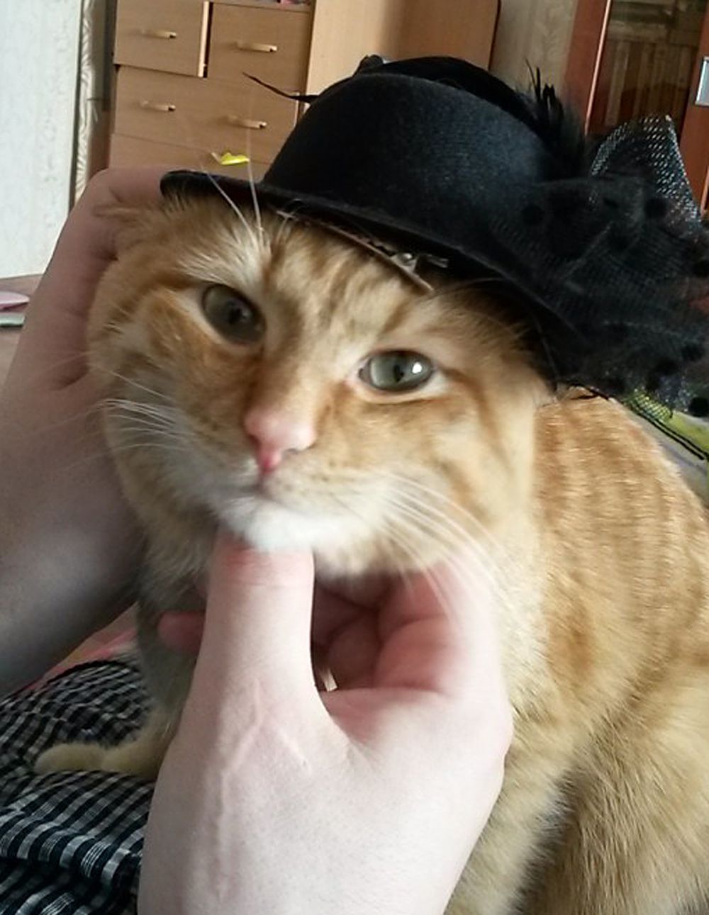 Кот из Тюмени.