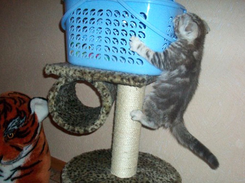 Кот из Волгограда.
