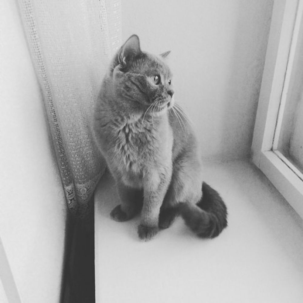Кот из Ярославля.