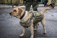 собаки в бронижилетах