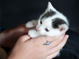 Болезни кошек - симптомы, лечение, как и чем вылечить кошку в домашних условиях