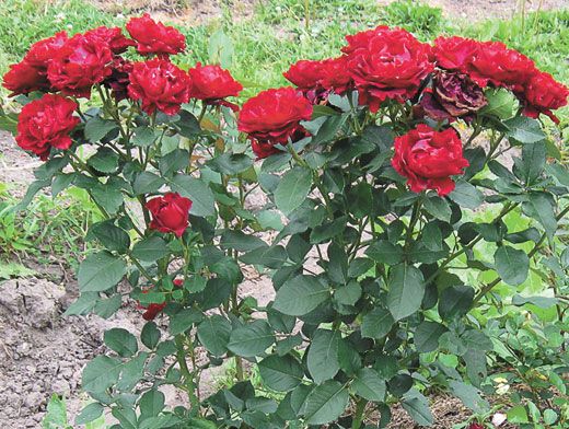 Роза Кисс: ароматный и нежный