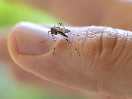Биологи рассказали, как комары выбирают свою жертву