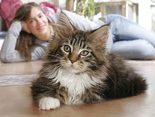 Мейн-кун стала любимой породой кошек среди россиян | Общество | Аргументы и  Факты