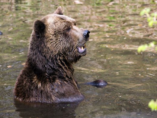 Самый старый в мире медведь умер в Греции | Общество | Аргументы и Факты