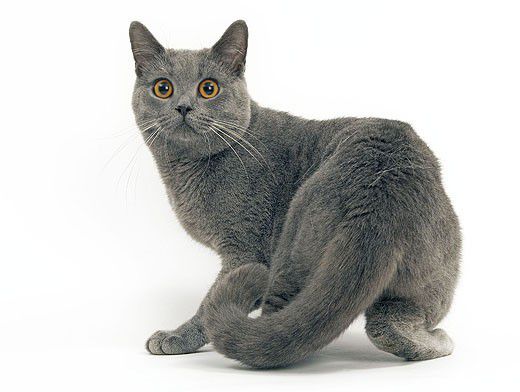 ...Зачем котов кастрируют? | Вопрос-Ответ | Аргументы и Факты