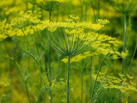 Чем полезен укроп? | Вопрос-Ответ | Аргументы и Факты