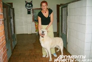 приют покровитель