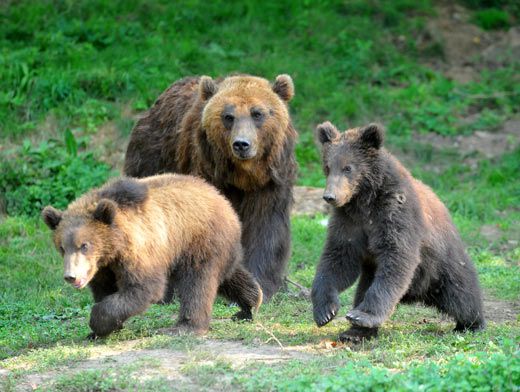 На Камчатке неизвестные отрезали лапы медведю, сбитому грузовиком