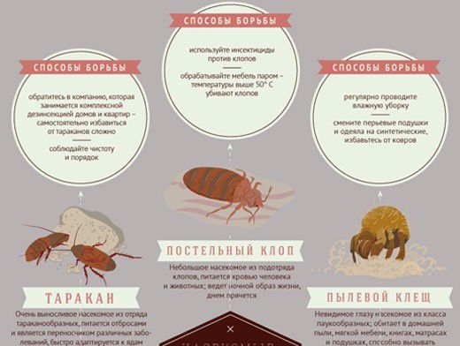 Как избавится от насекомых в доме? Инфографика | События | ОБЩЕСТВО | АиФ  Нижний Новгород