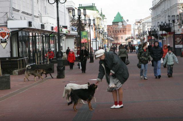 Собака нижний новгород. Бездомные животные Нижний Новгород. Бродячие собаки в Европе. Бездомные собаки в Европе. Щенок бездомная Нижний Новгород.