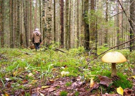 Практически ежедневно спасатели выводят из леса заблудившихся грибников. 