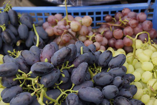 На Южном Урале выращивают уже 500 сортов винограда