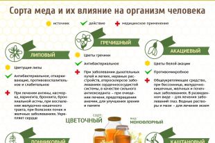 Лечебные свойства мёда: полезные свойства и использование