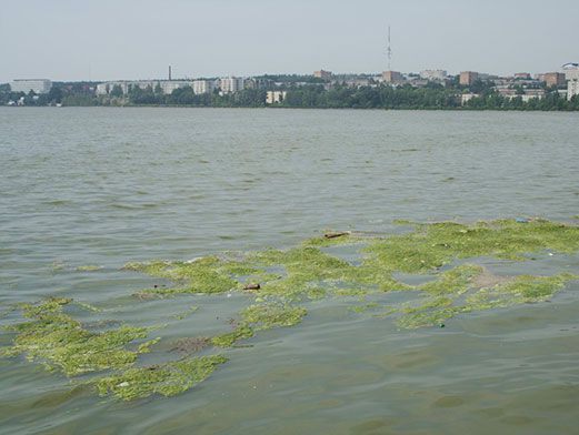 Водоросли ростов