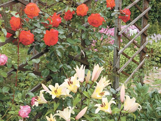Летний цветник: розы, лилии и клематисы в вашем саду