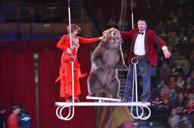 Даже медведи исполняют трюки под куполом цирка!