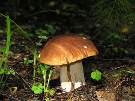 Семь ядовитых грибов в лесах Южного Урала