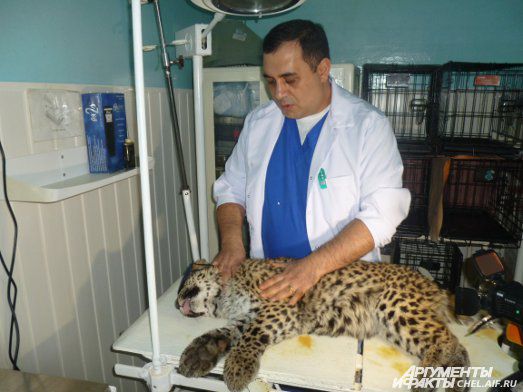 Челябинский зоозащитник спас леопарда