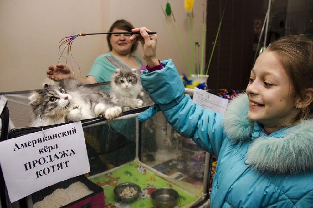 Американские керлы приехали на выставку в Пензу из Челябинска.