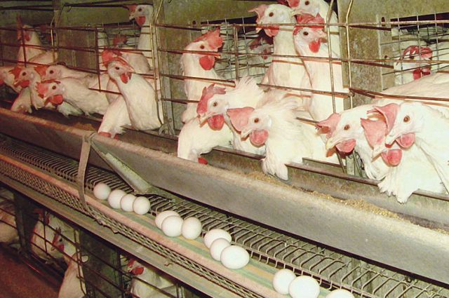 Производство яиц в области не достигает показателей советского периода: вместо 17 птицефабрик существует только четыре.
