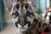 Пума Мия прожила с сотрудницей пермского зоопарка Екатериной Мельников почти два месяца. От животного отказалась мама и пермячка взяла домой малышку. Эта история стала одной из самых «мимимишных» в этом году.