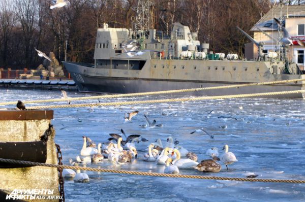 Лебеди в Балтийске жмутся к пристани.