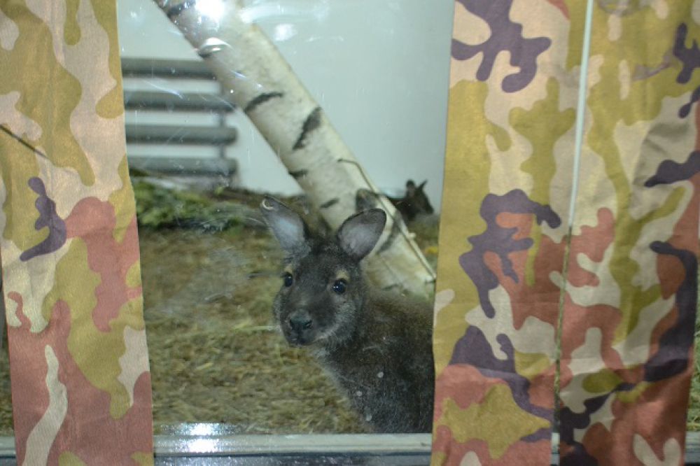 Чтобы не тревожить маленьких кенгурят, стекло вольера прикрывают жалюзи.