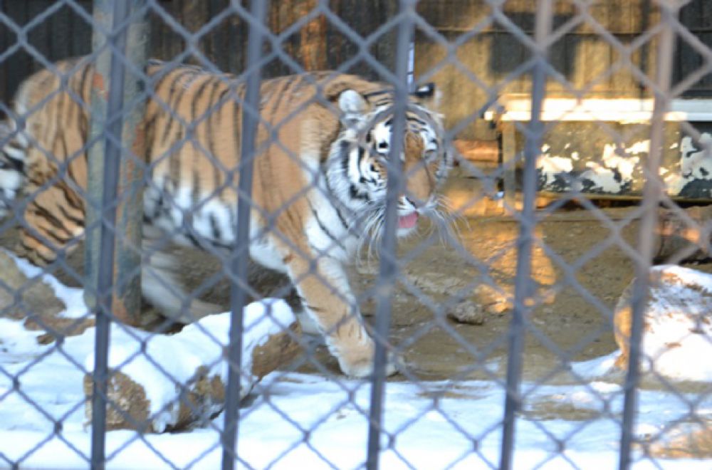 Амурскому тигры морозы нипочем!