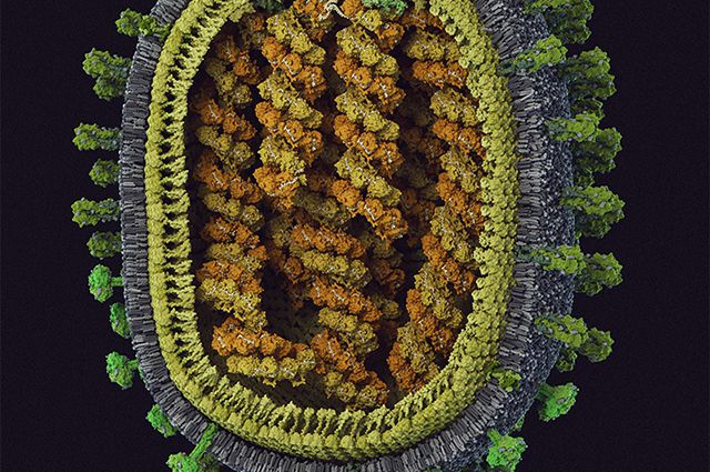 Научно достоверная модель вируса гриппа. 