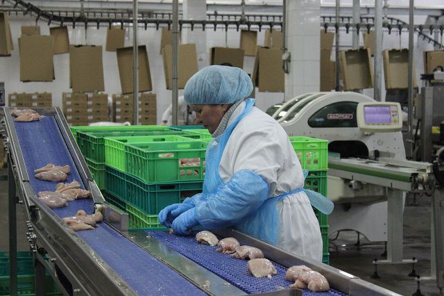 Новосибирские животноводы стали больше производить мяса