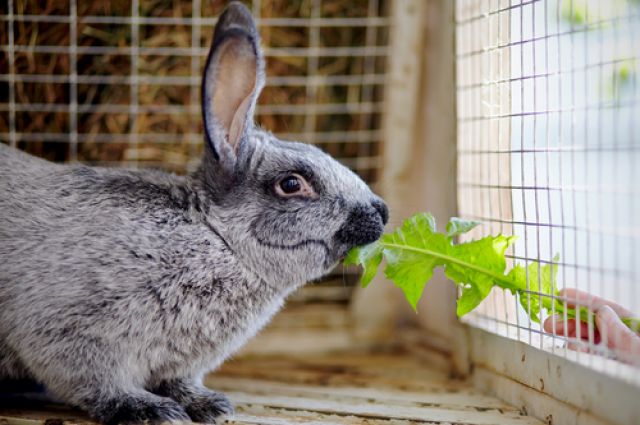 Кролики на лето — мой опыт разведения. Как выбрать, чем кормить, как выгуливать. Фото — Ботаничка