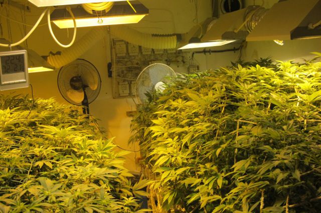 Выращиваем марихуану в гараже карликовые сорта марихуаны