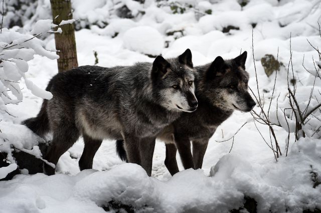 Стаи волков начали охоту в садовых обществах под Северодвинском.
