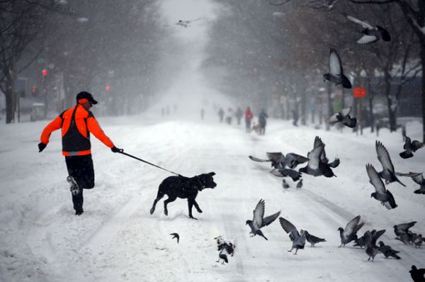 Мальчик с собакой во время снежной бури, Вашингтон.