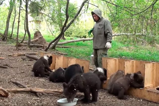 Питомник для медвежат.