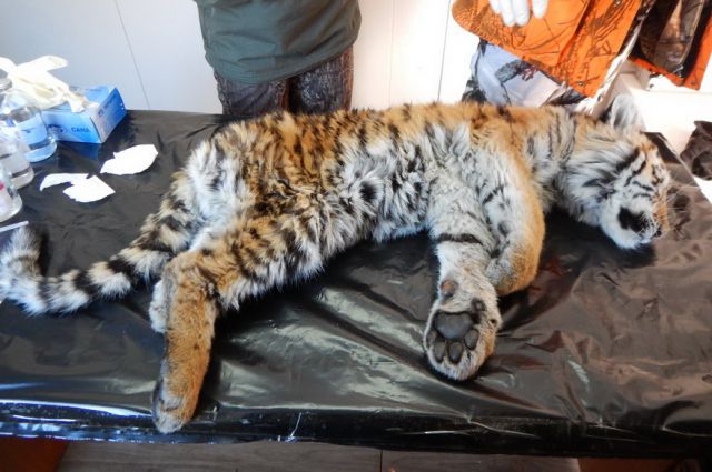 Специалисты отмечают, что тигрёнок находится в тяжёлом состоянии. 