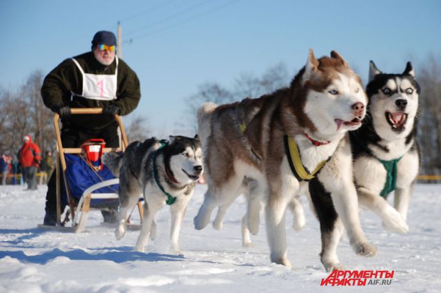 Езда в собачьих упряжках традиционно является северным видом спорта. 