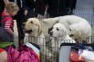 В Перми открылась большая выставка собак.