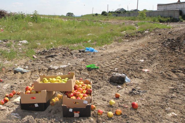 Уничтожение запрещенных иностранных яблок в Красноярском крае.