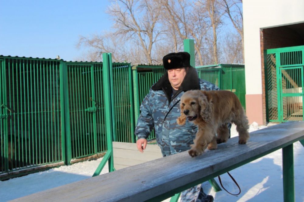В 20-градусный мороз и в жару несут службу специалисты-кинологи Ростовской таможни и их четвероногие помощники.