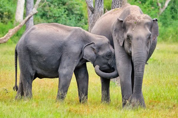 Учёные выяснили, что азиатские слоны проявляют заботу о своих сородичах, поглаживая их хоботом, когда те испытывают стресс.