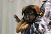 В память о погибшей собаке в МВД России решили подарить Франции щенка Добрыню, который должен заменить Дизеля на службе. В настоящее время Добрыня воспитывается в центре подготовки кинологических подразделений Национальной полиции.