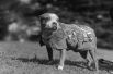 Сержант Стабби — боевая собака, участвовавшая в Первой мировой войне на стороне США, и получившая множество наград. Единственная в истории собака, которой было присвоено воинское звание сержанта за подвиги на поле боя.