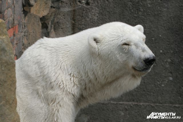 На Куршской косе открыли выставку фотографий про полярных медведей.