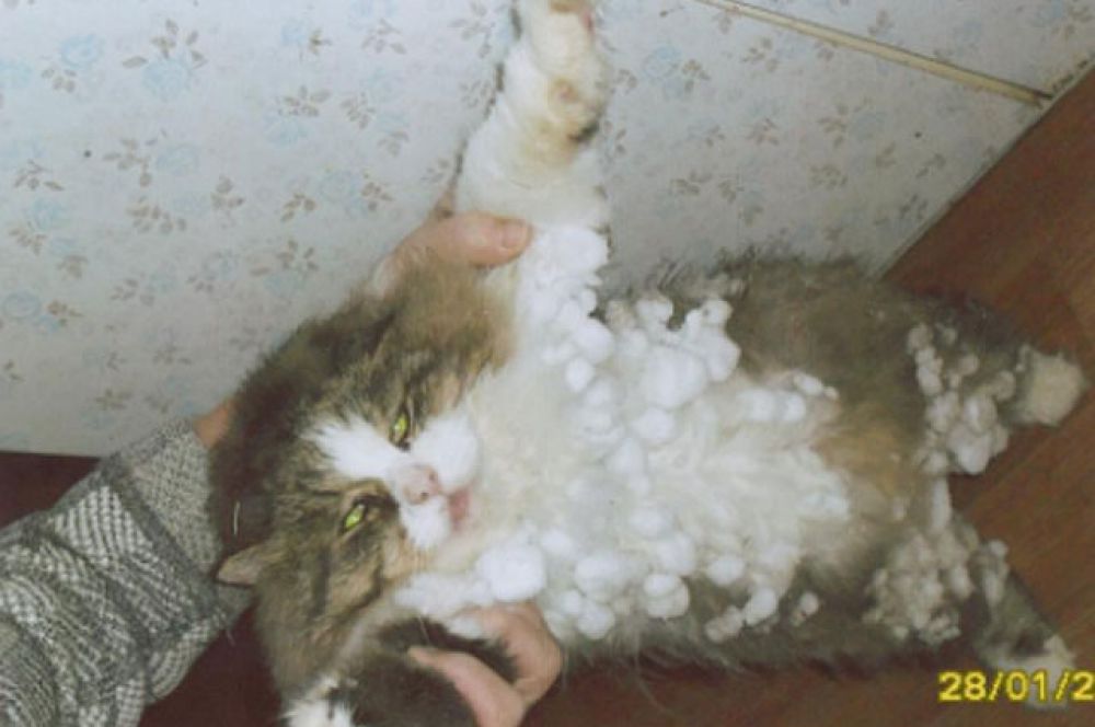 Котя