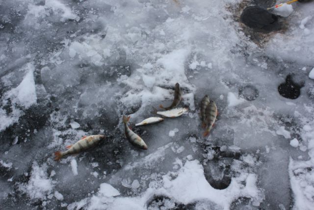 В заливе Балтийского моря утонул нетрезвый рыбак, нырнувший проверить сети.