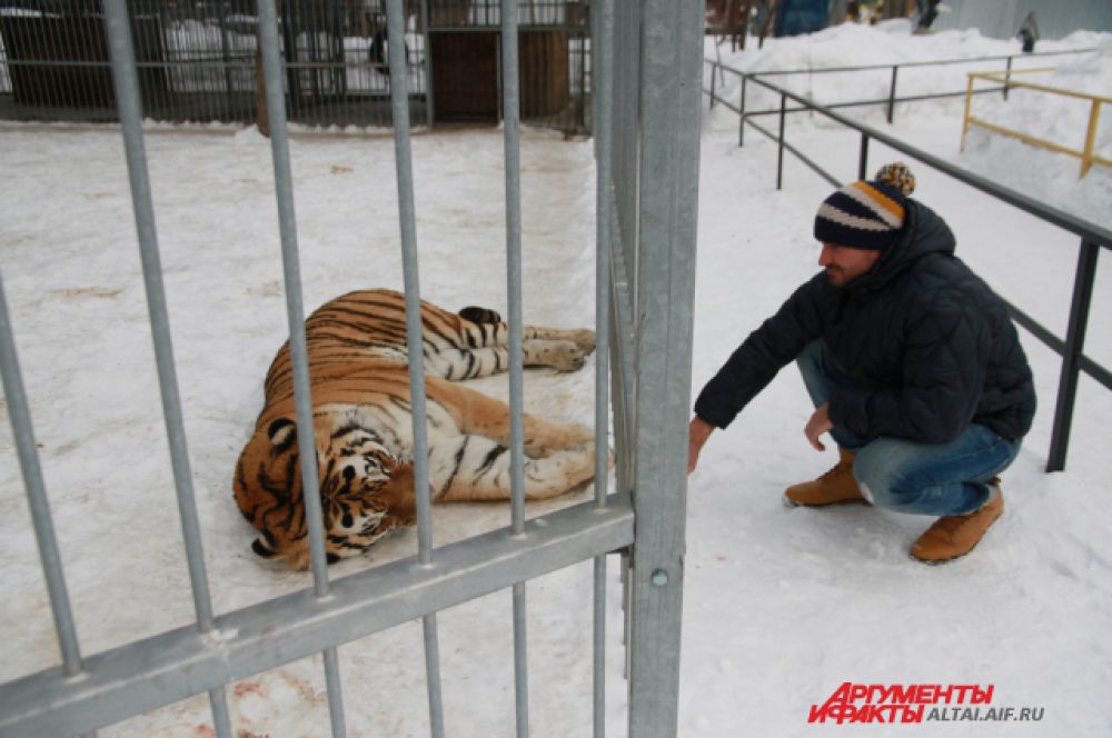 Тигр Лотос подружился с сотрудниками зоопарка.